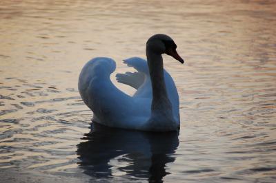 Прикрепленное изображение: 1741s.jpg